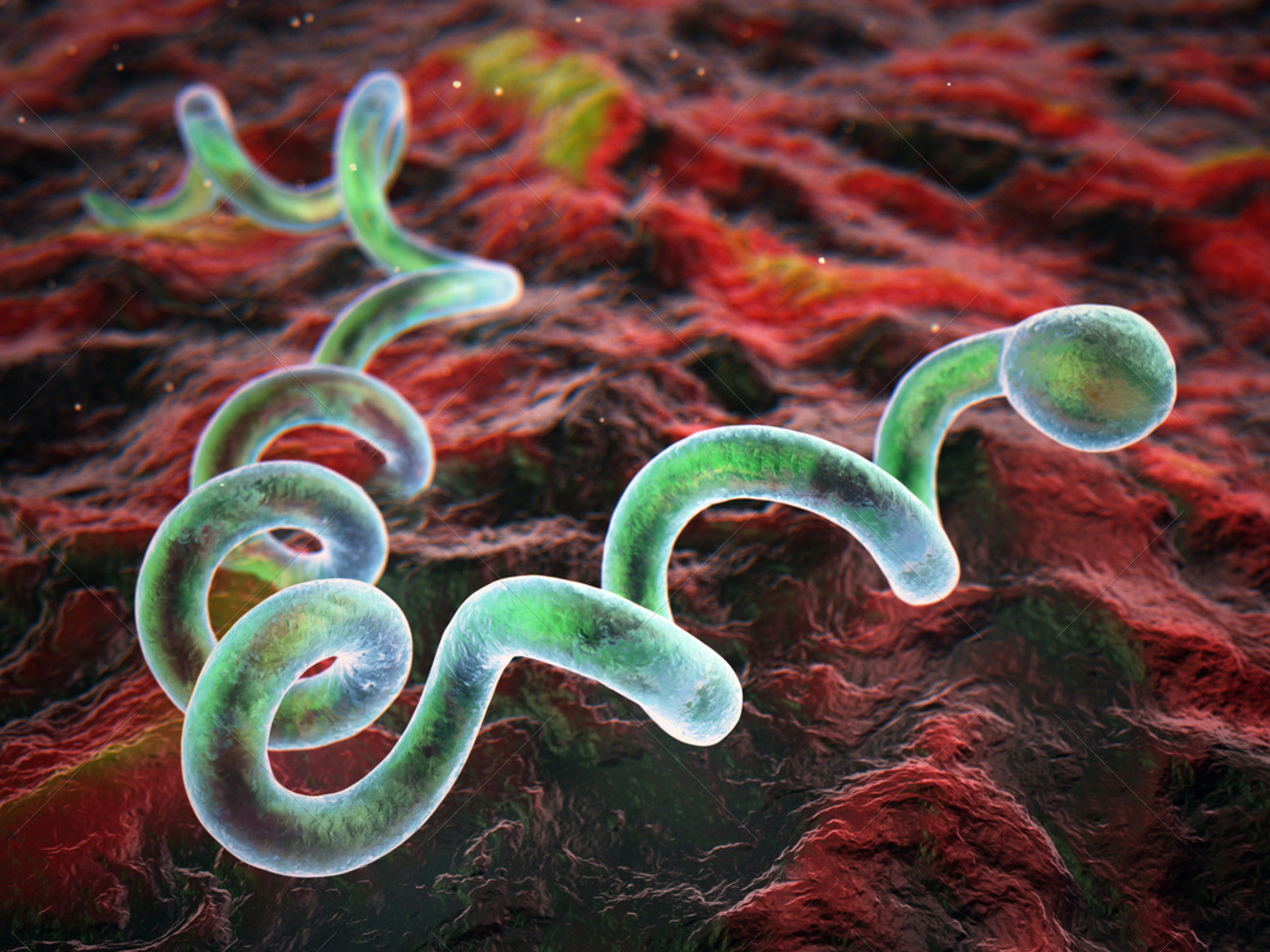 什么是梅毒，有什么症状？